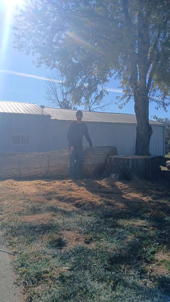 Large tree stump and cut trunk after removal