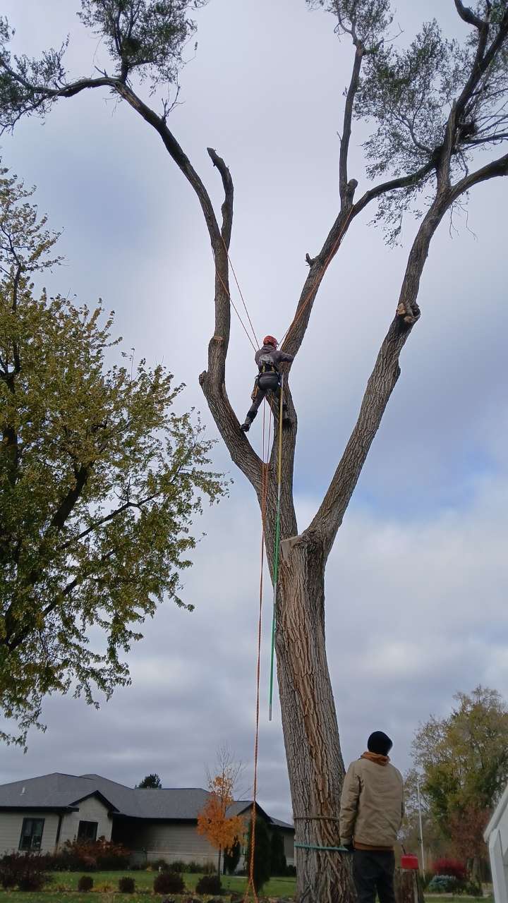 Worker up in a tree using climbing ropes
