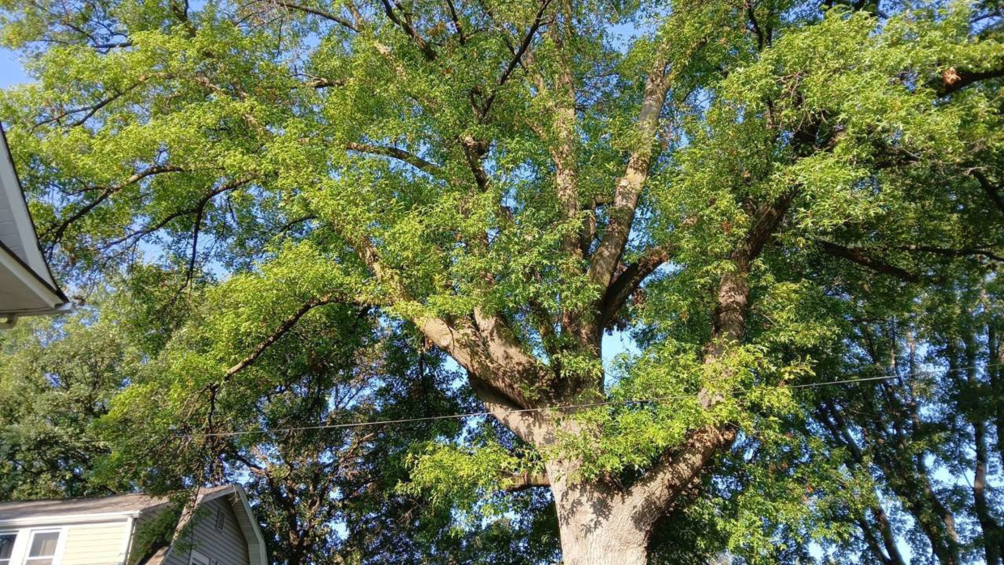 Large tree canopy over a residential property