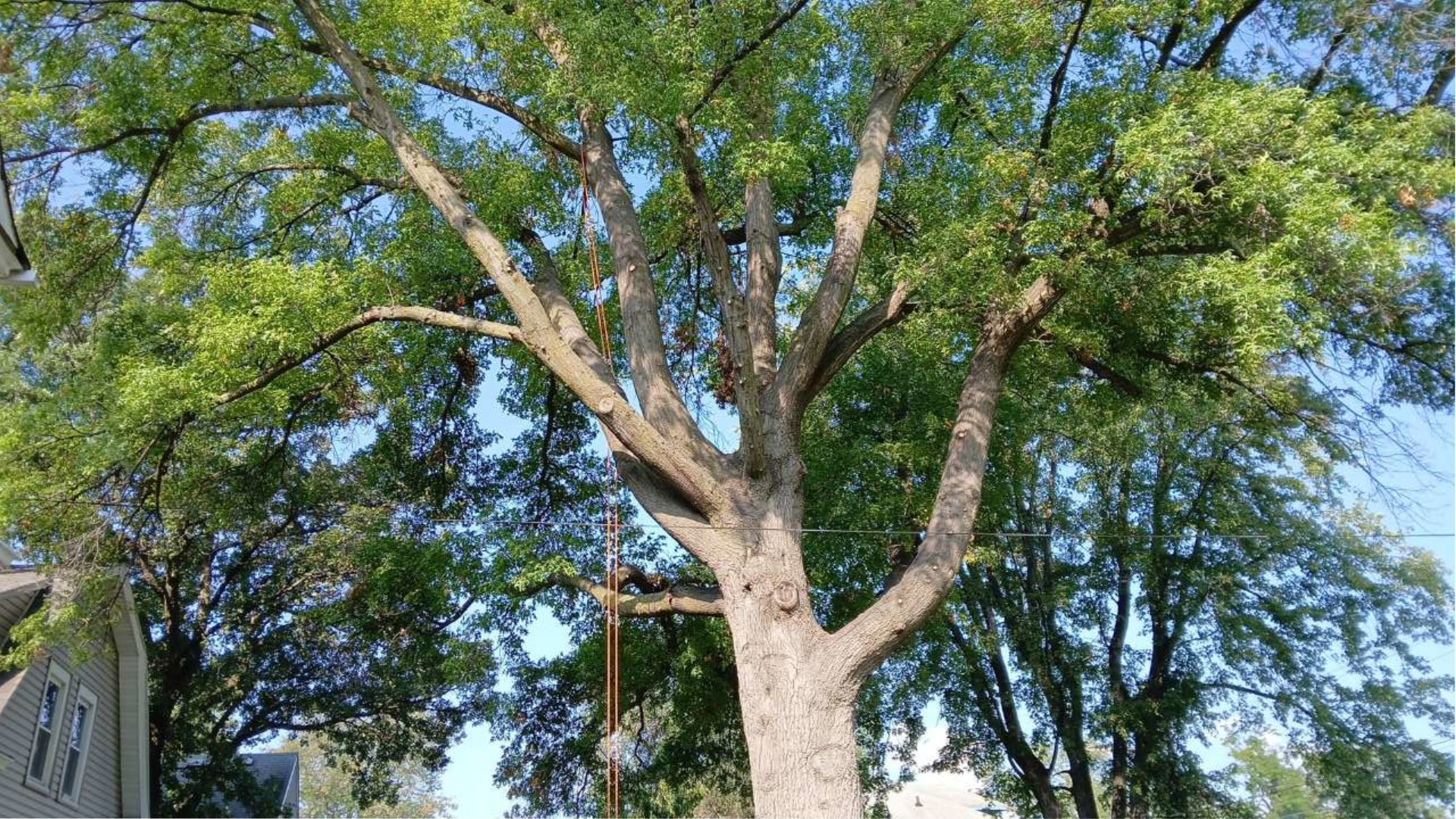 Tree worker suspended in a tree canopy