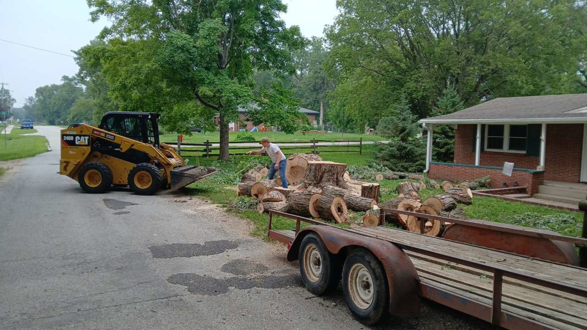 Tree trimming progress on a large tree