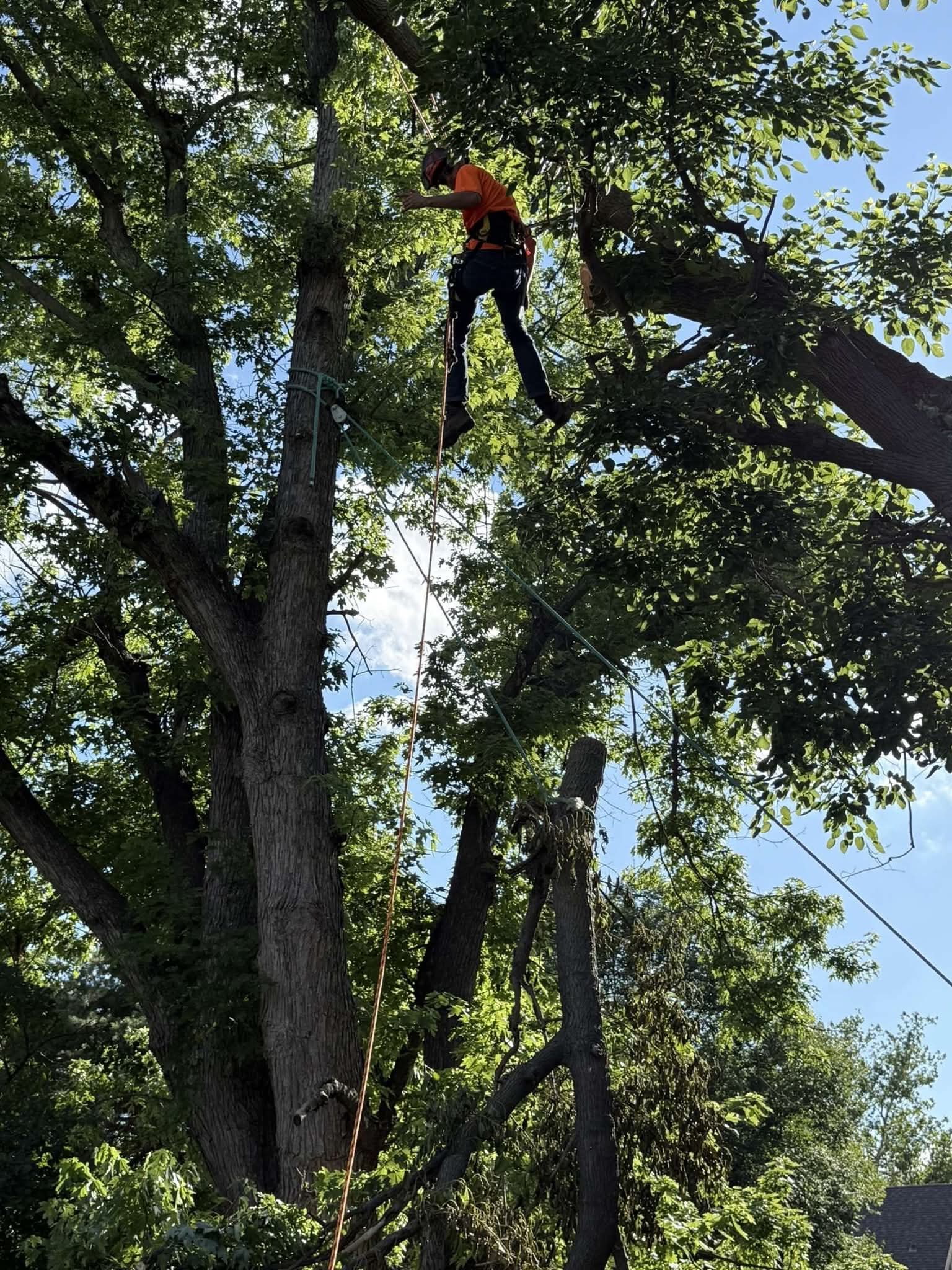 Tree climber working high in a tree